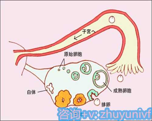 广州试管代怀公司,试管生孩子的费用与广州靠谱试管机构！试管婴儿费用大概要多少钱广州！